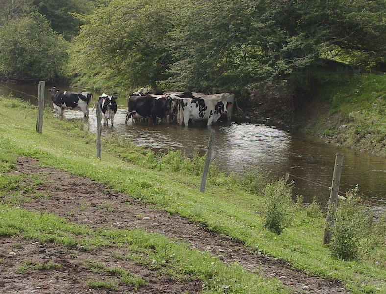 cows in stream 1