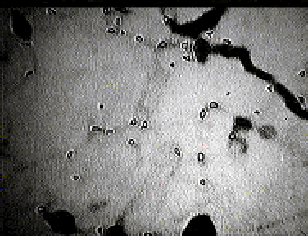 X-ray computer-assisted tomography scan of interior soil section clearly indicating soil macropores (black regions).